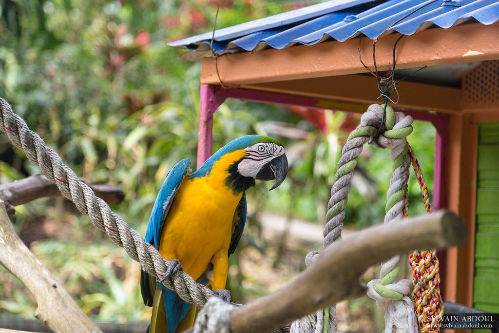 Jardin Botanique Deshaies Guadeloupe