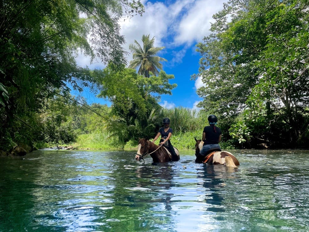 Balade Cheval en Guadeloupe