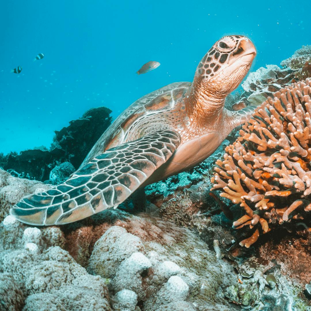 Tortue en Martinique