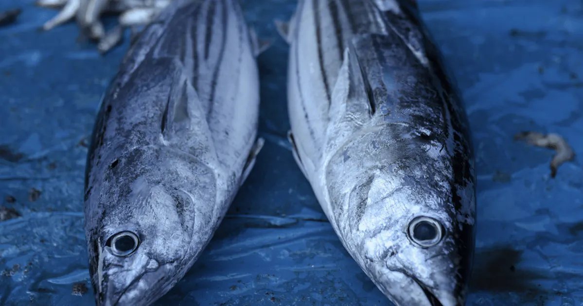 Fish Martinque Big game fishing in Martinique