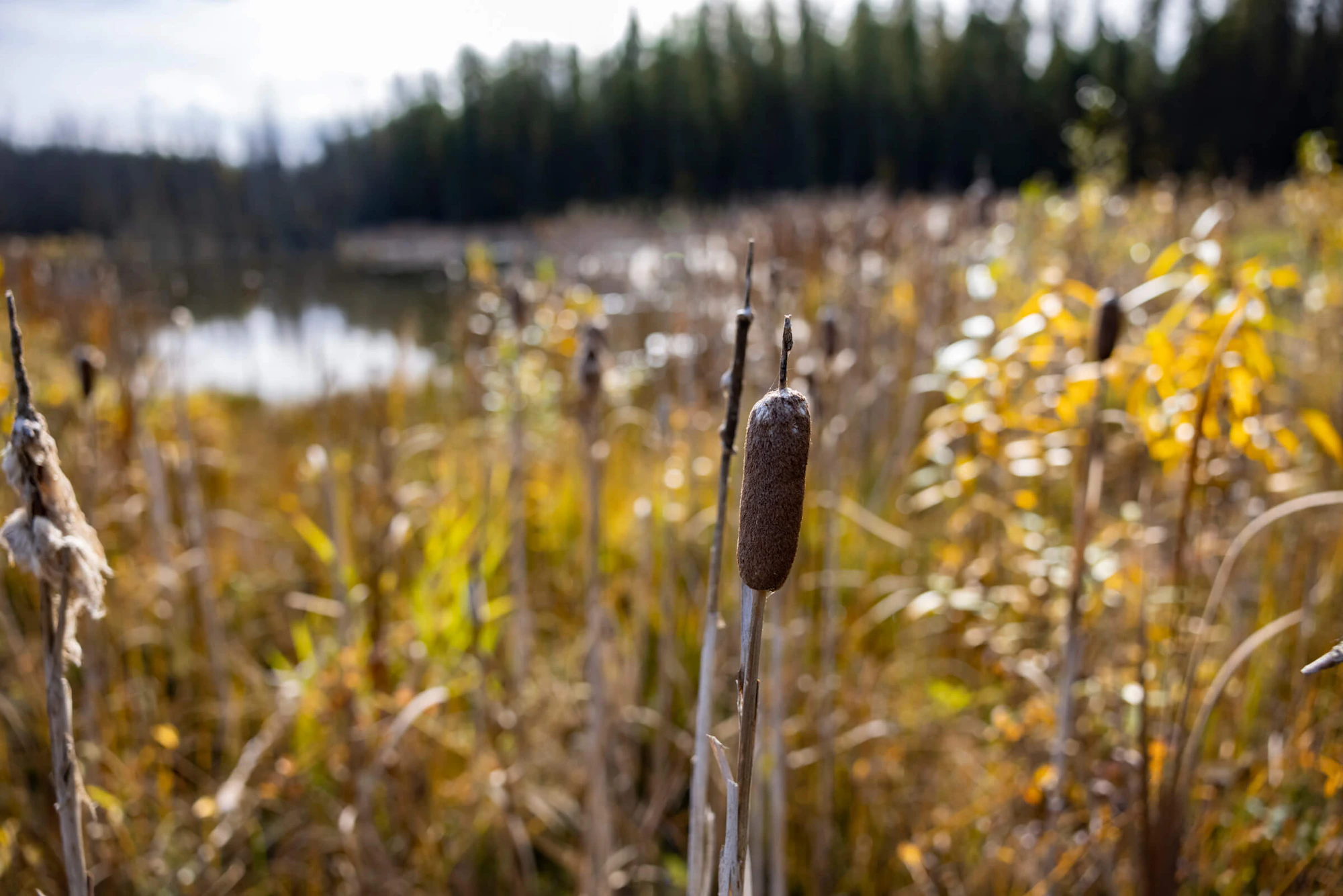 A pristine marsh full of cattails and autumn-colored water plants