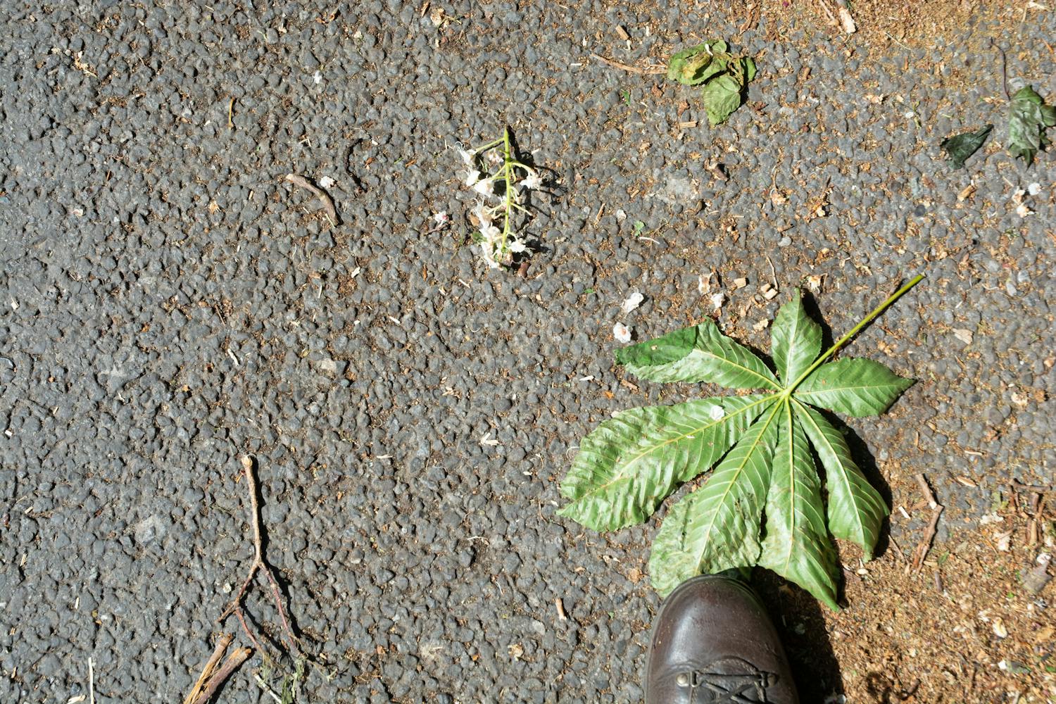 Terra Firma walk