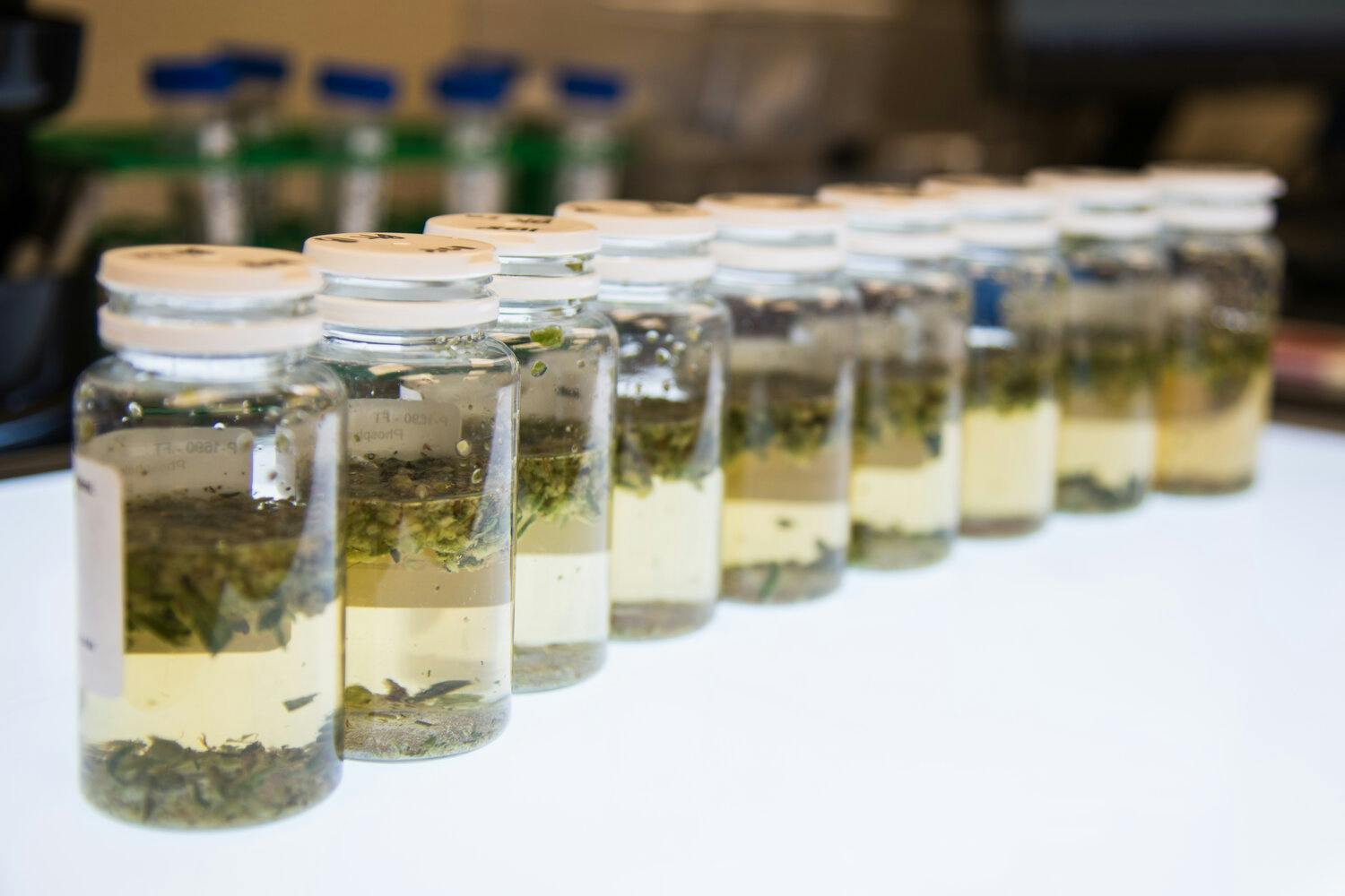 Caliva Labs is studying more than 100 terpenes in its methodical product development process.