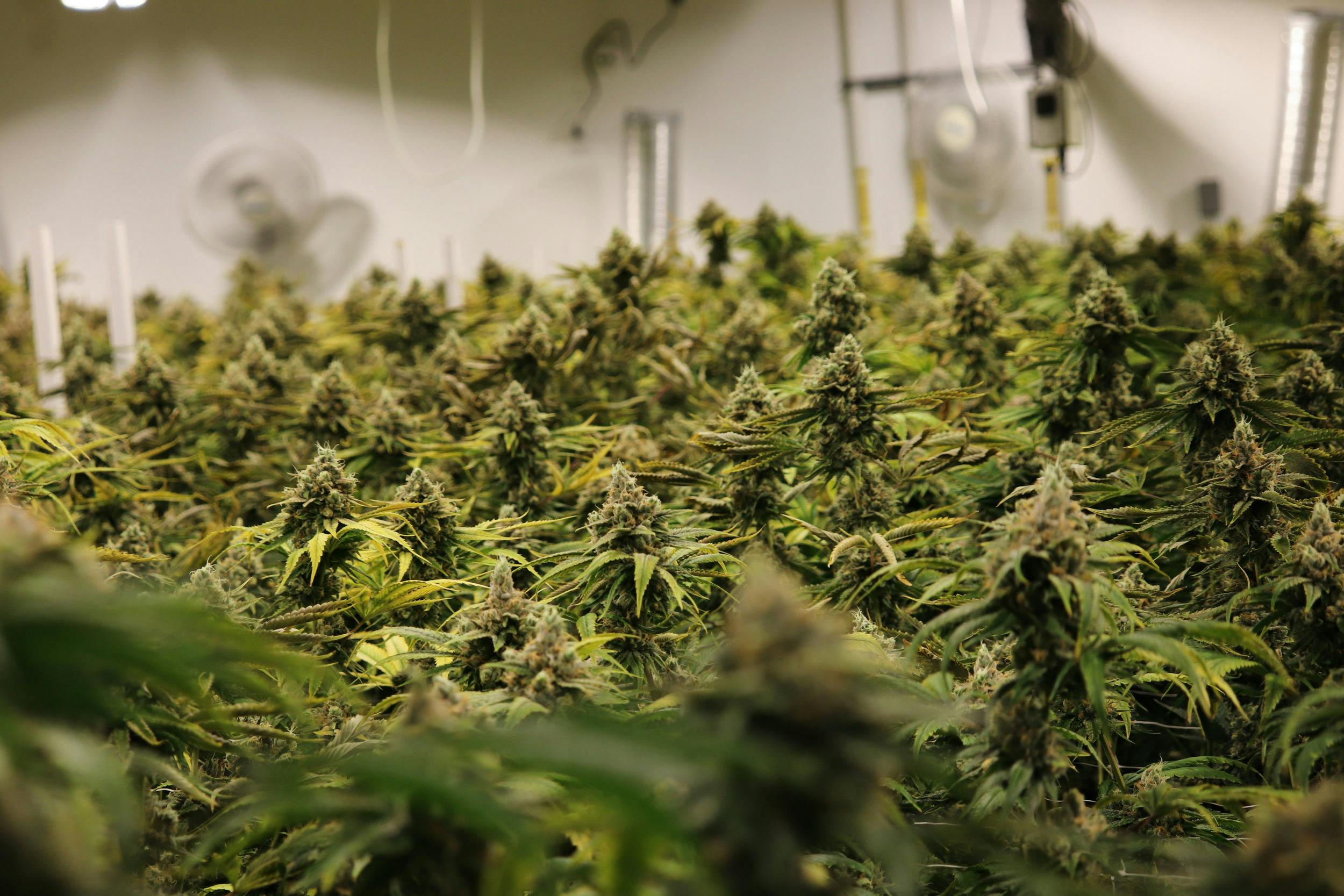 a field of cannabis plants inside an indoor marijuana grow facility