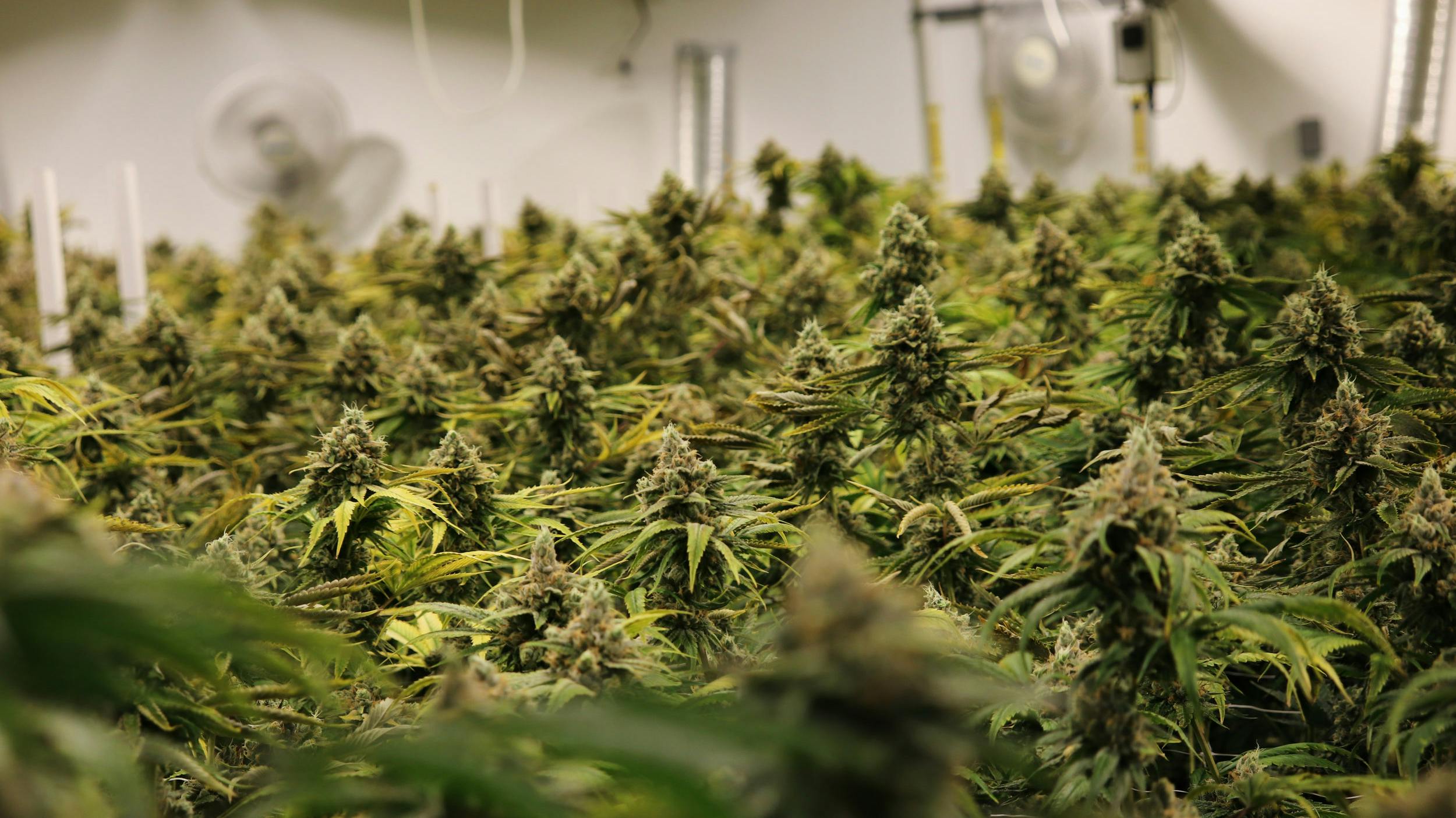 a field of cannabis plants inside an indoor marijuana grow facility