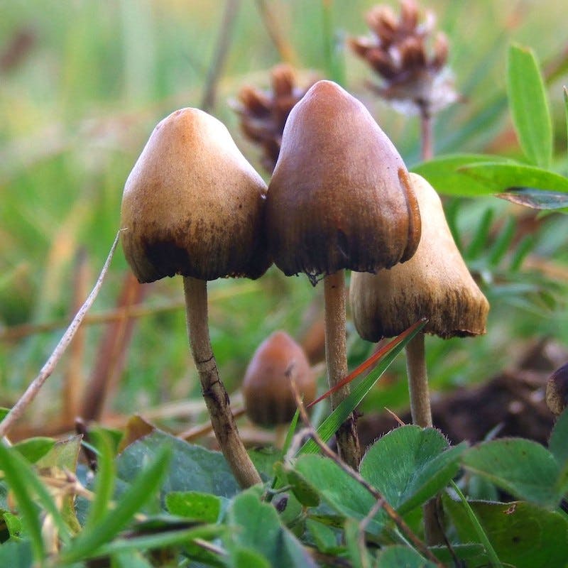 Color photograph of psilocybin mushrooms growing in the wild. 