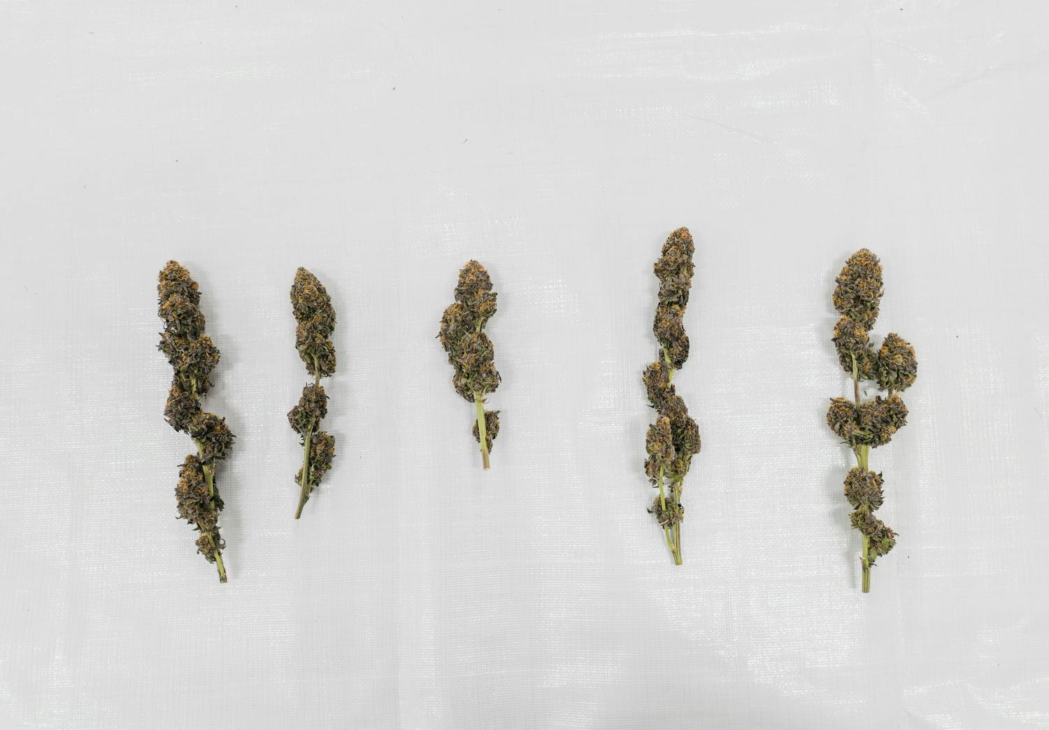 cannabis flower on stem