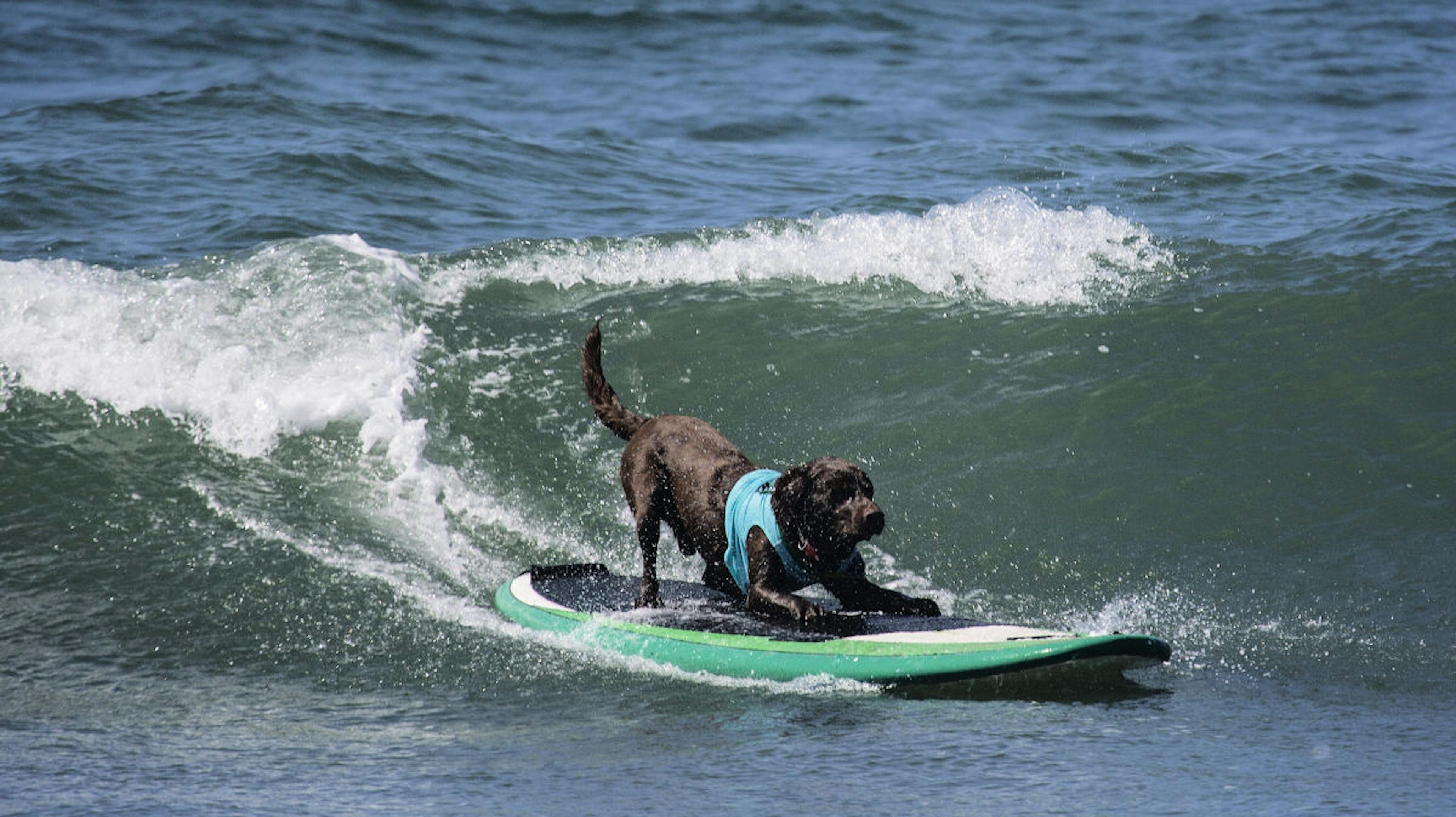 A dog surfs on a fresh ocean wave, greeting in a new year.