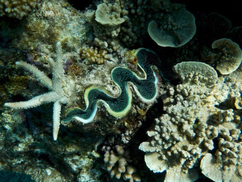 Various mollusks and oysters in a reef in the water. 