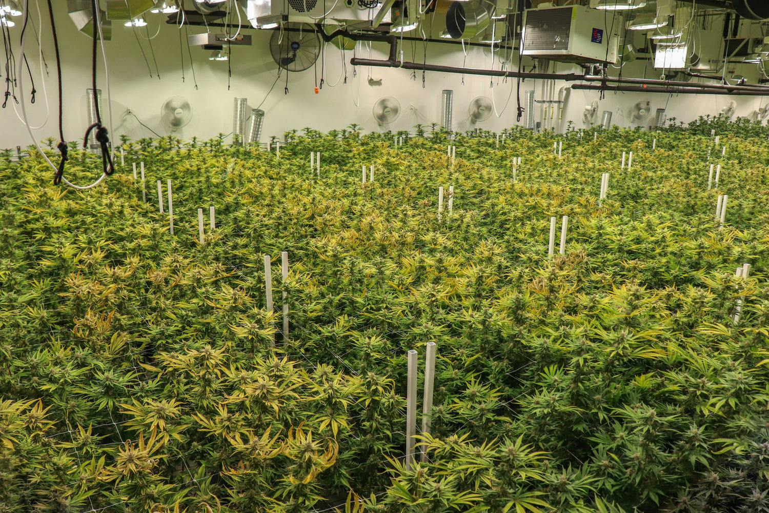 cannabis grow room 
