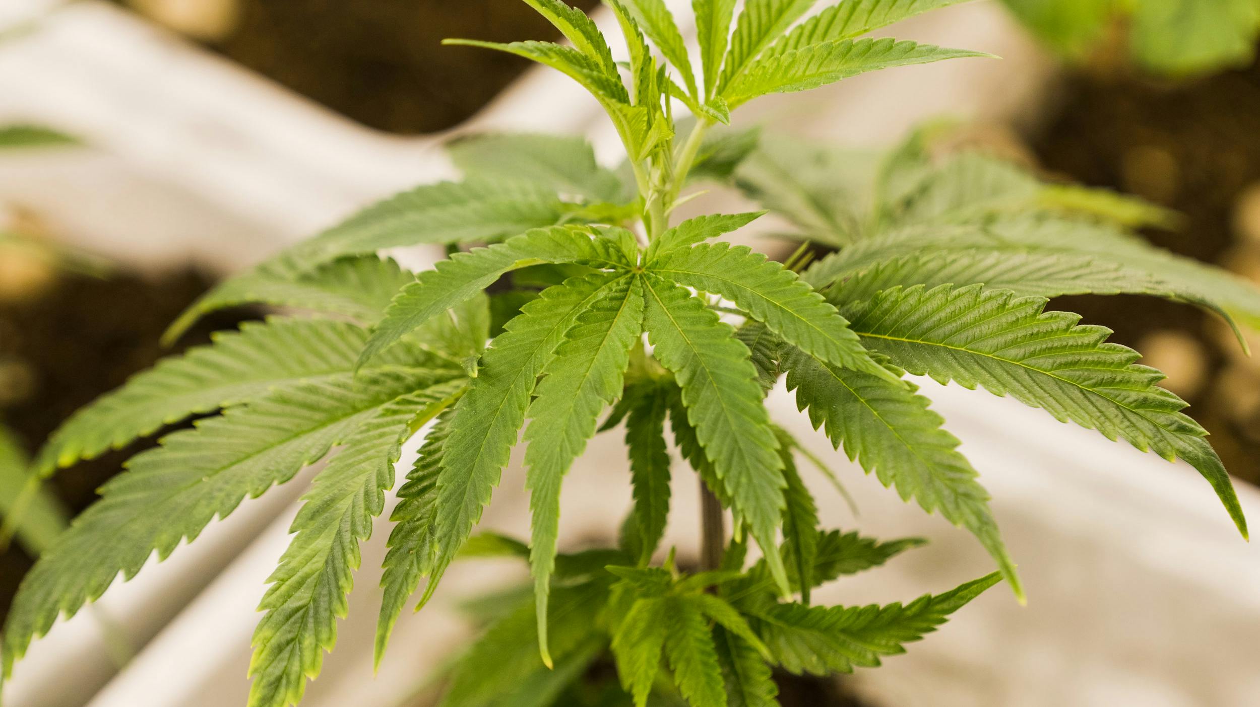Cannabis clone plants in nursery pots.