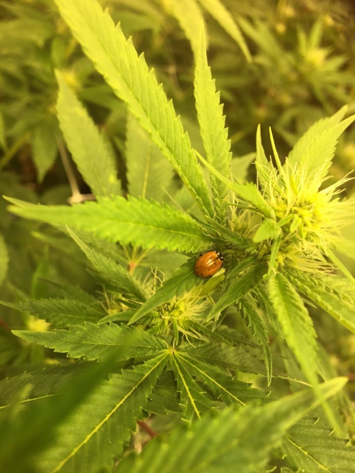Cannabis Plant and Ladybug