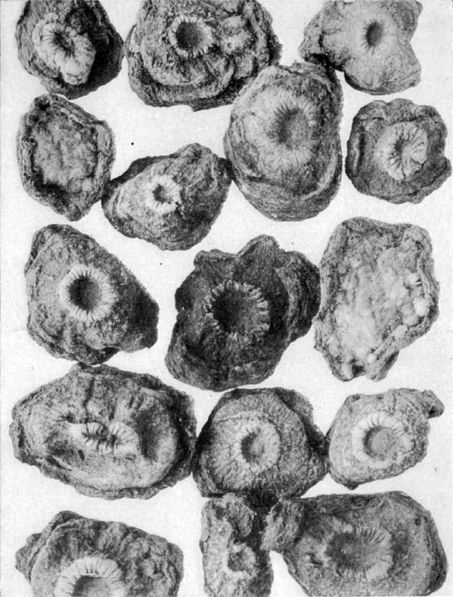 USDA's photograph of Teonacatl specimen, from 1914.