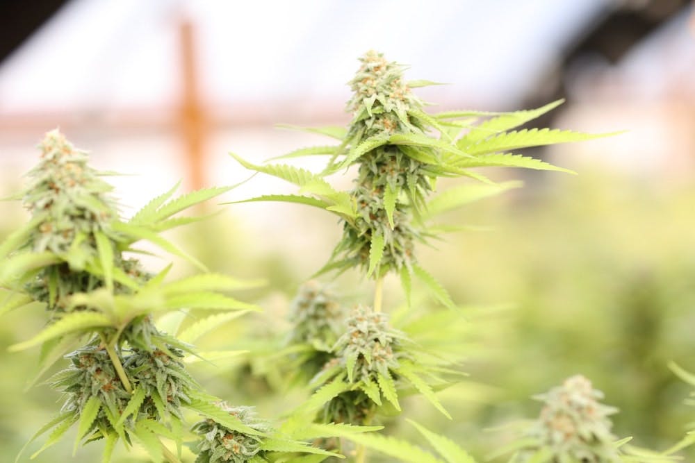 Flowering tops of cannabis plants in soft focus. 