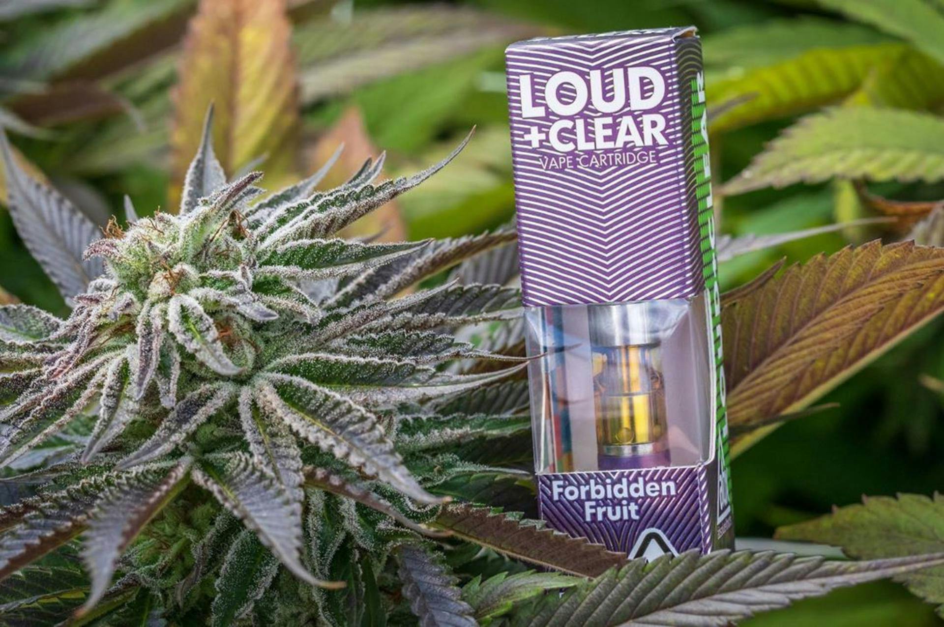 AbsoluteXtracts Loud & Clear Forbidden Fruit live resin cannabis vape