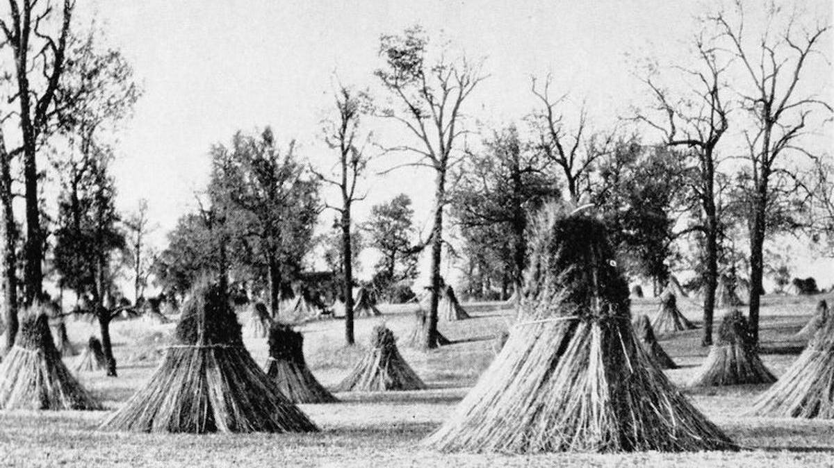 A historical hemp field in Fayette County, Kentucky.