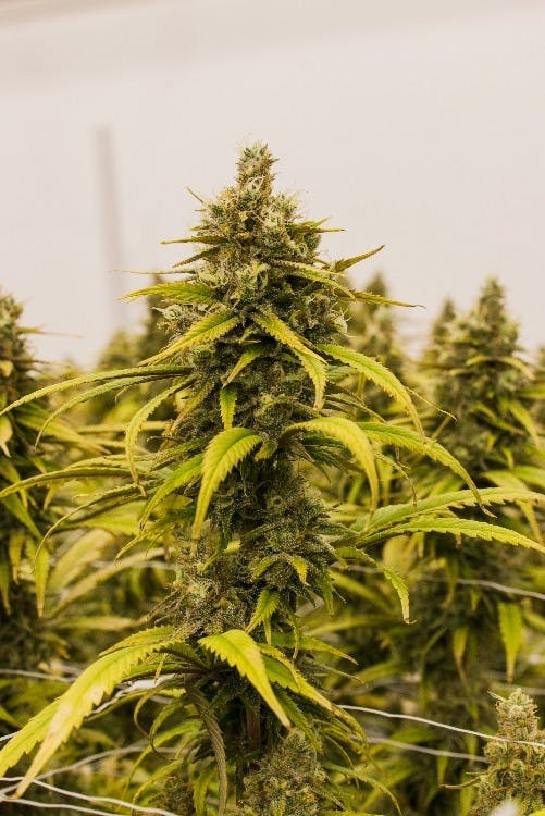 Start or restart your day with Caliva's Black Jack, a focused sativa strain