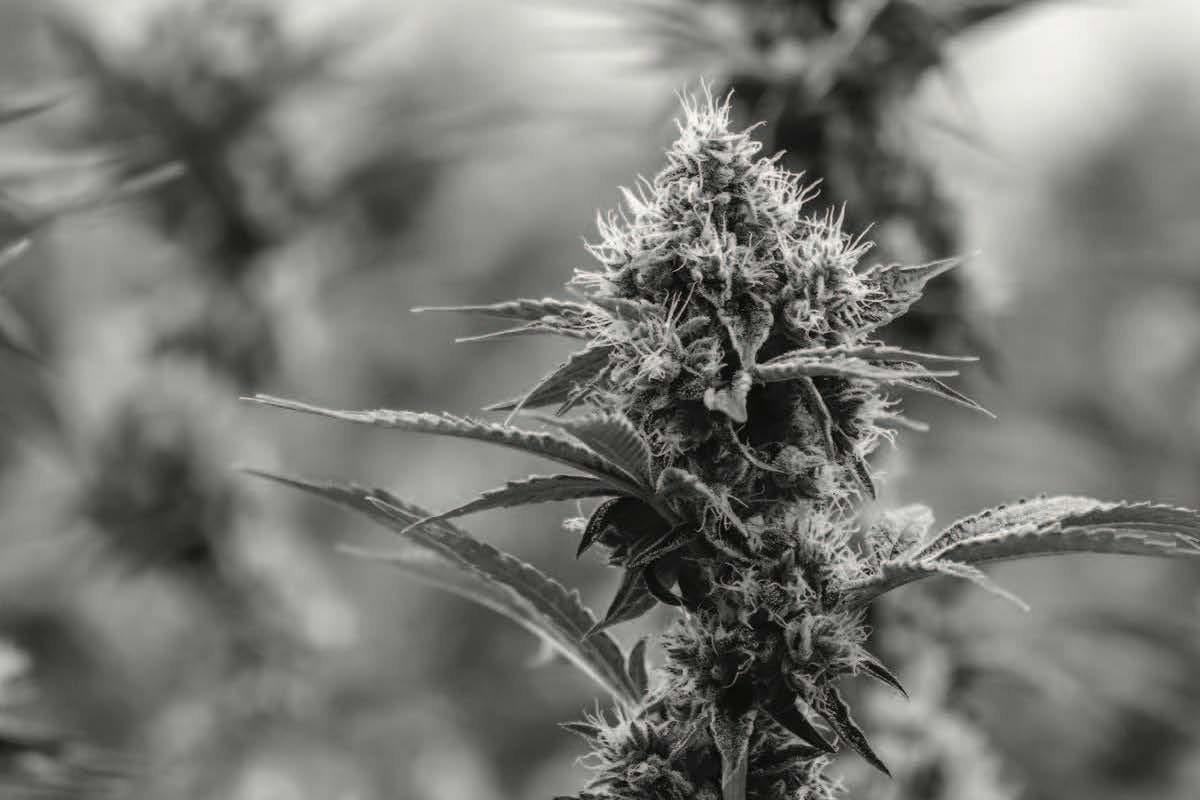 Black-and-white photograph of a flowering cannabis plant.