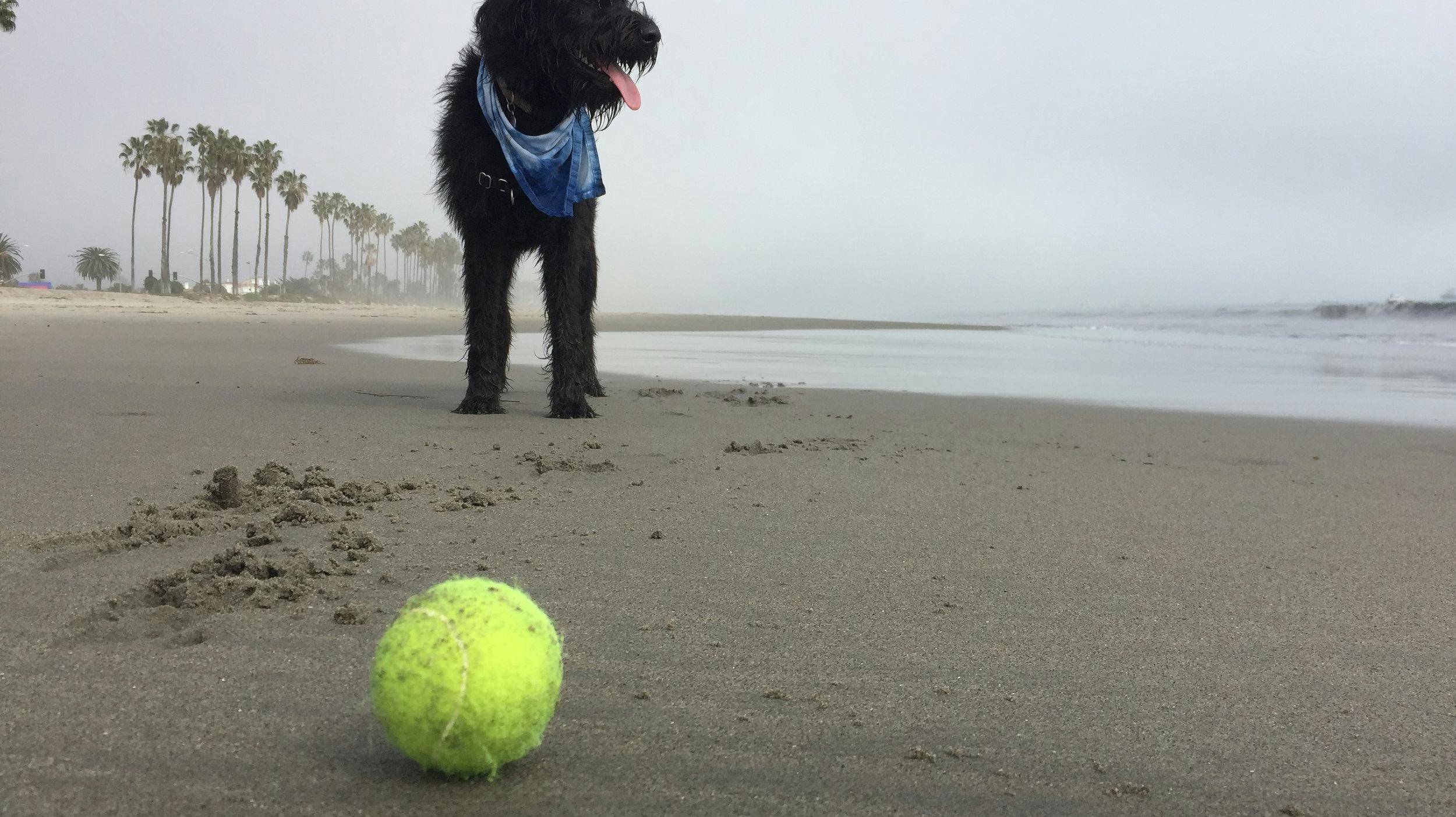Dog on the beach with a tennis ball