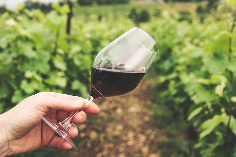 A glass of dark red wine held in a hand, at a vineyard. 