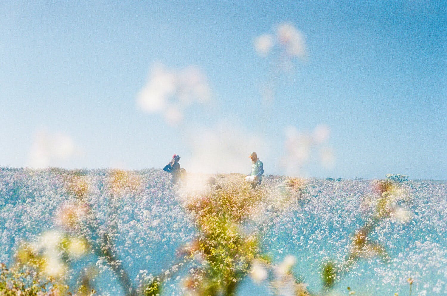 Two people standing apart in. afield of flowers