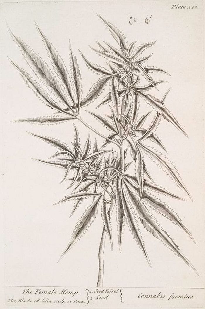 Horticultural drawing of the female hemp plant, in black and white. 