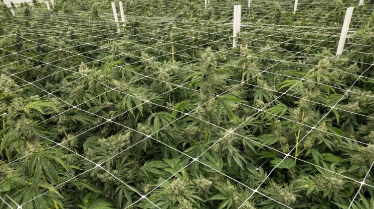 Cannabis weed plants