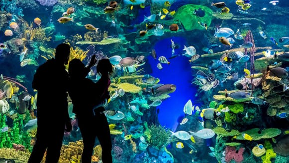 A family stands in silhouette in front of a colourful aquarium wall filled with aquatic life.