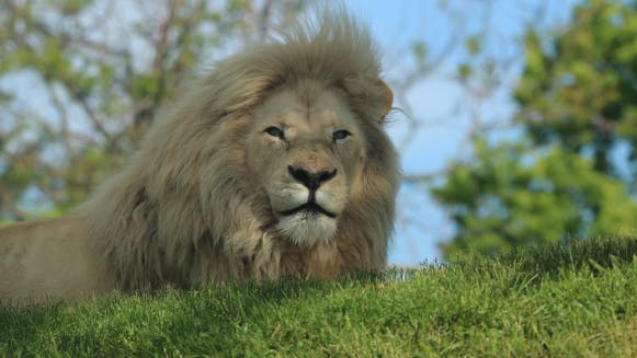A lion laying on the grass at the Toronto Zoo.