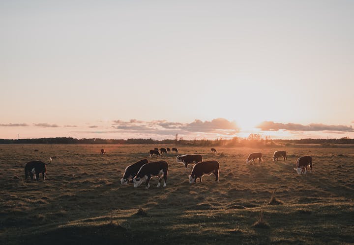 Cows grazing in a field at dusk
