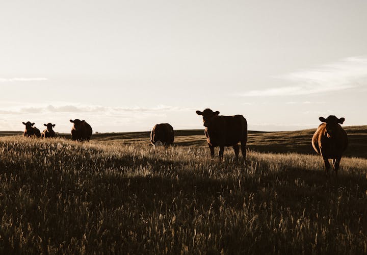 Cows in field in low light