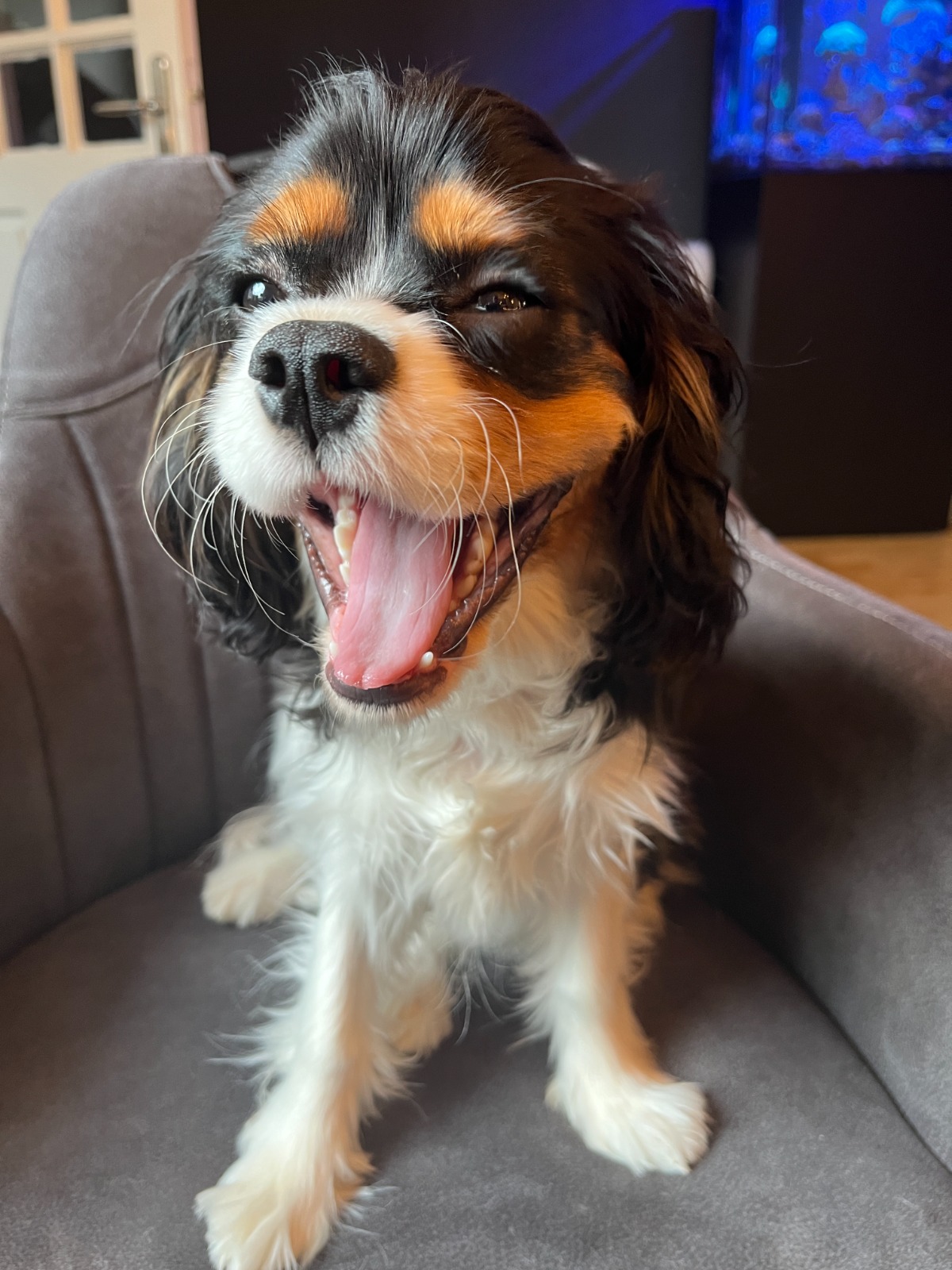 Dehlinya hond