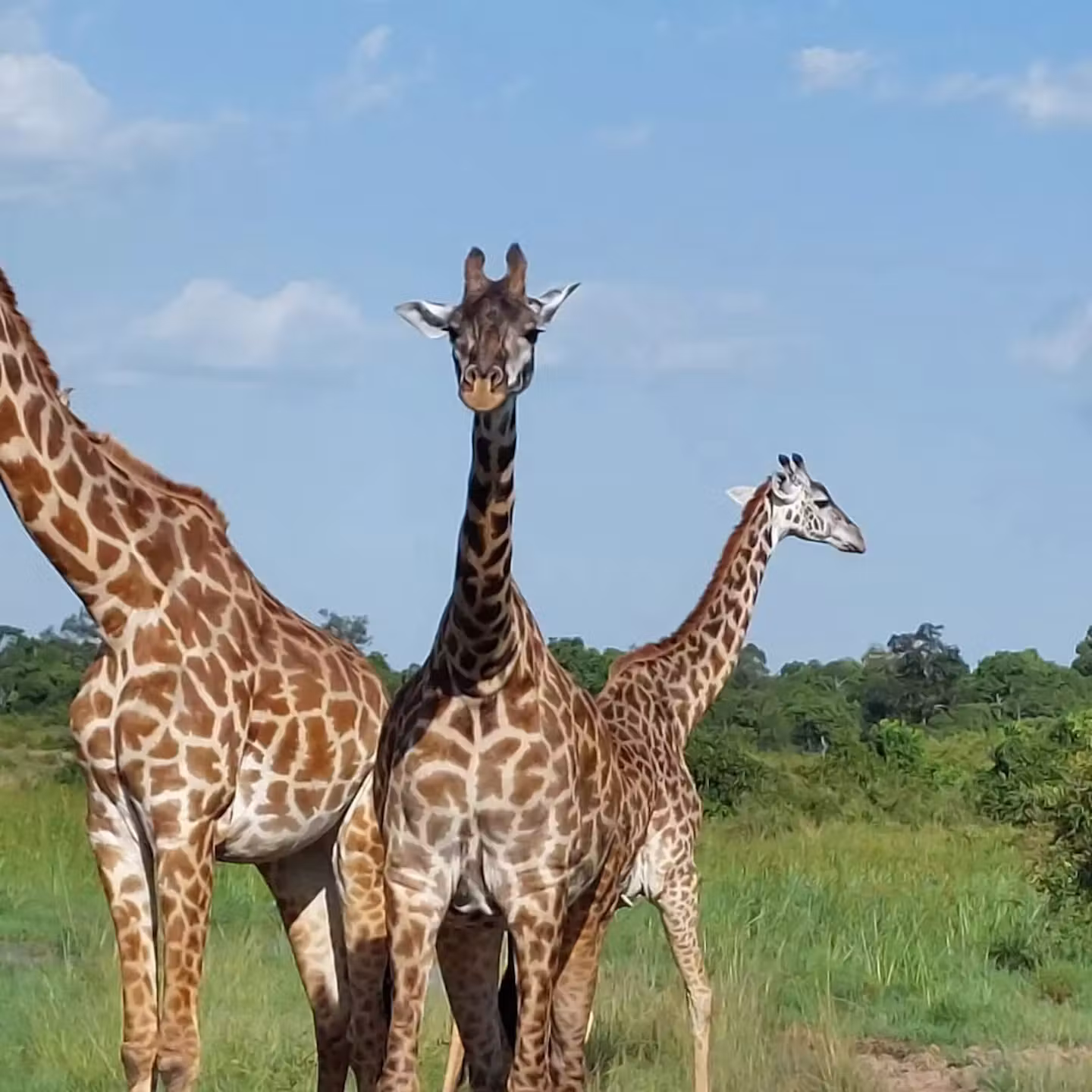 Martine foto giraffen