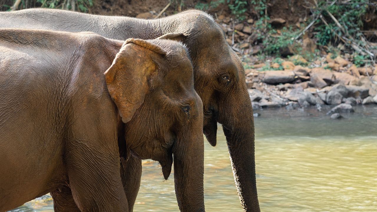 Swimming with Elephants in Sen Monorom