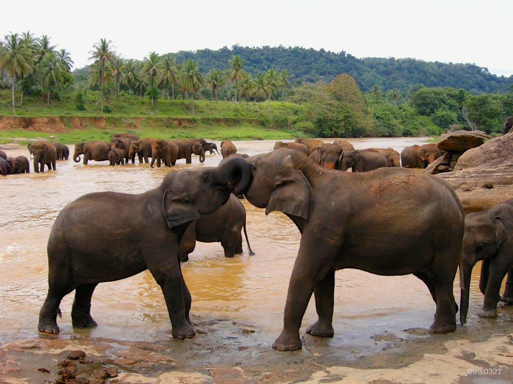 Pinnewala Elephant Orphanage