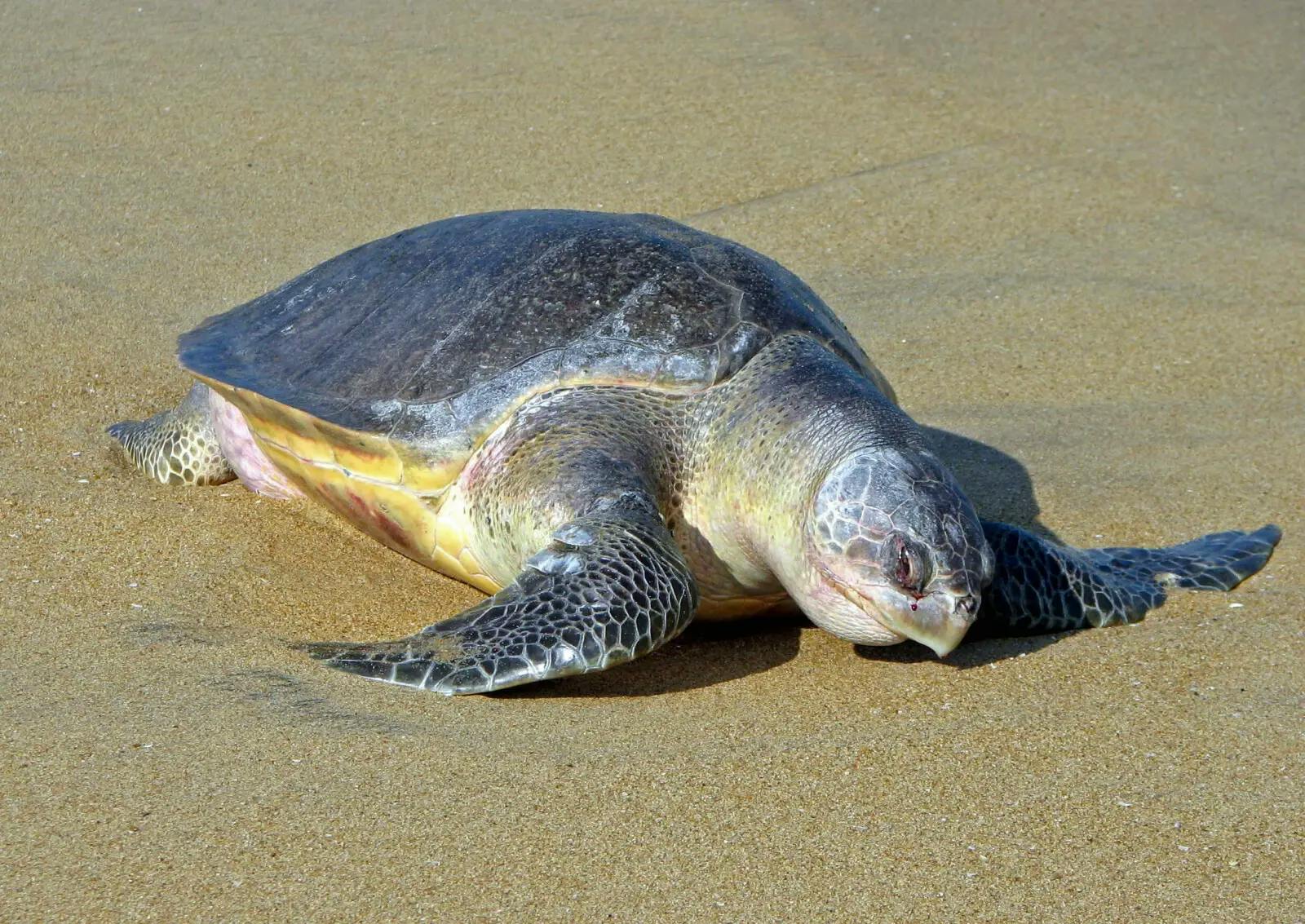 Sea Turtle Hatchery