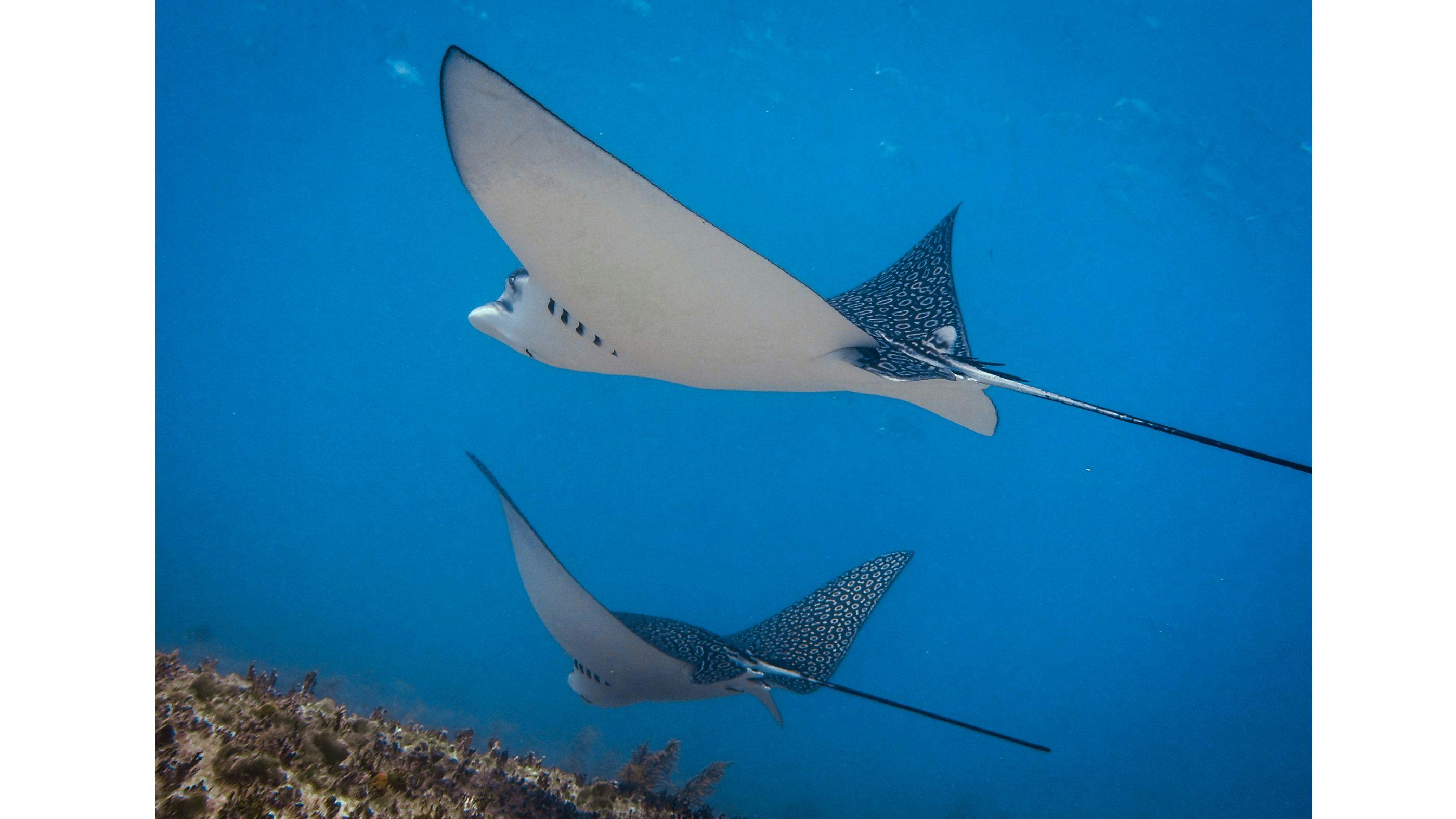 Manta Point