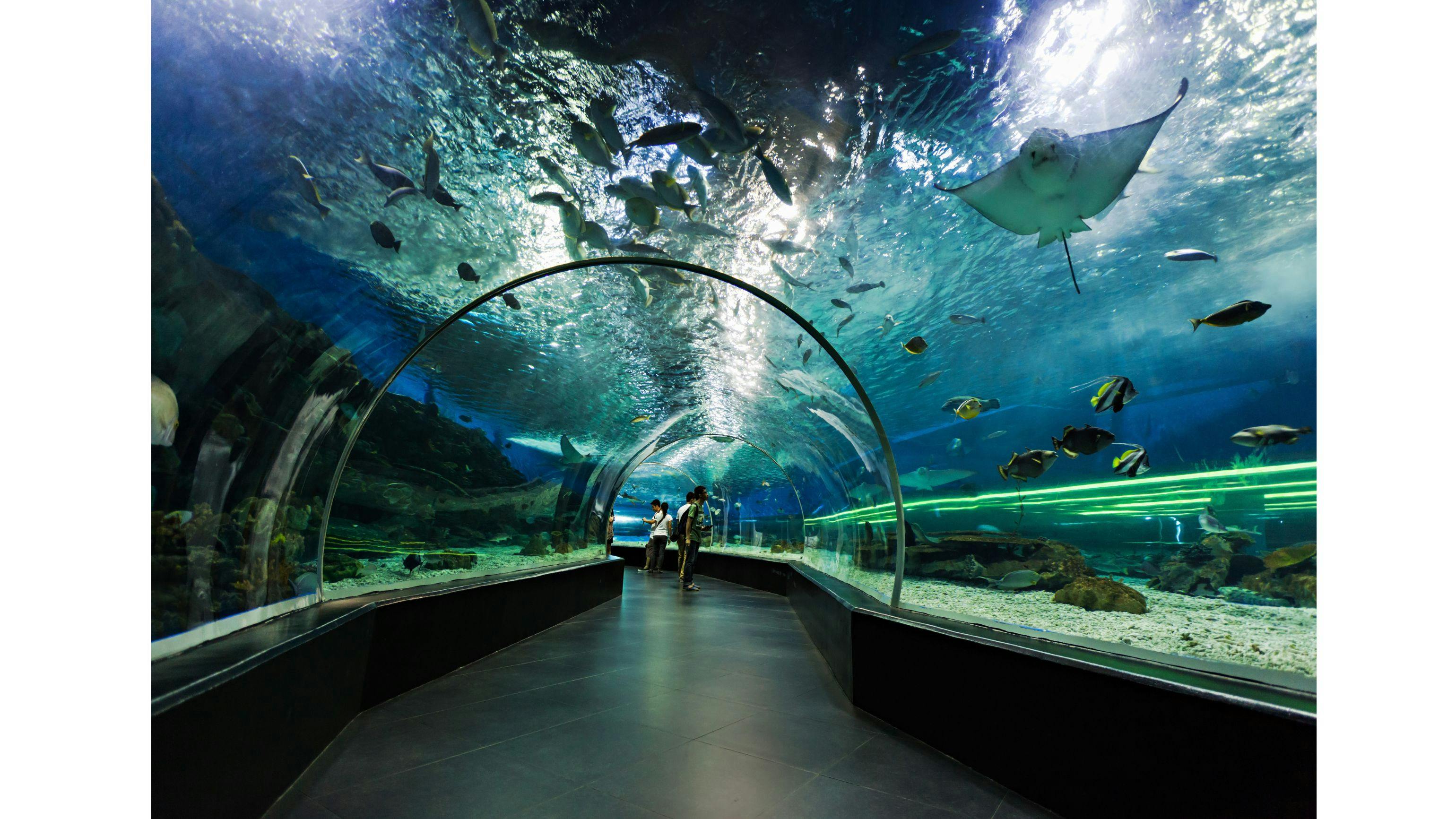 Ari Atoll – A Diver’s Dream Destination