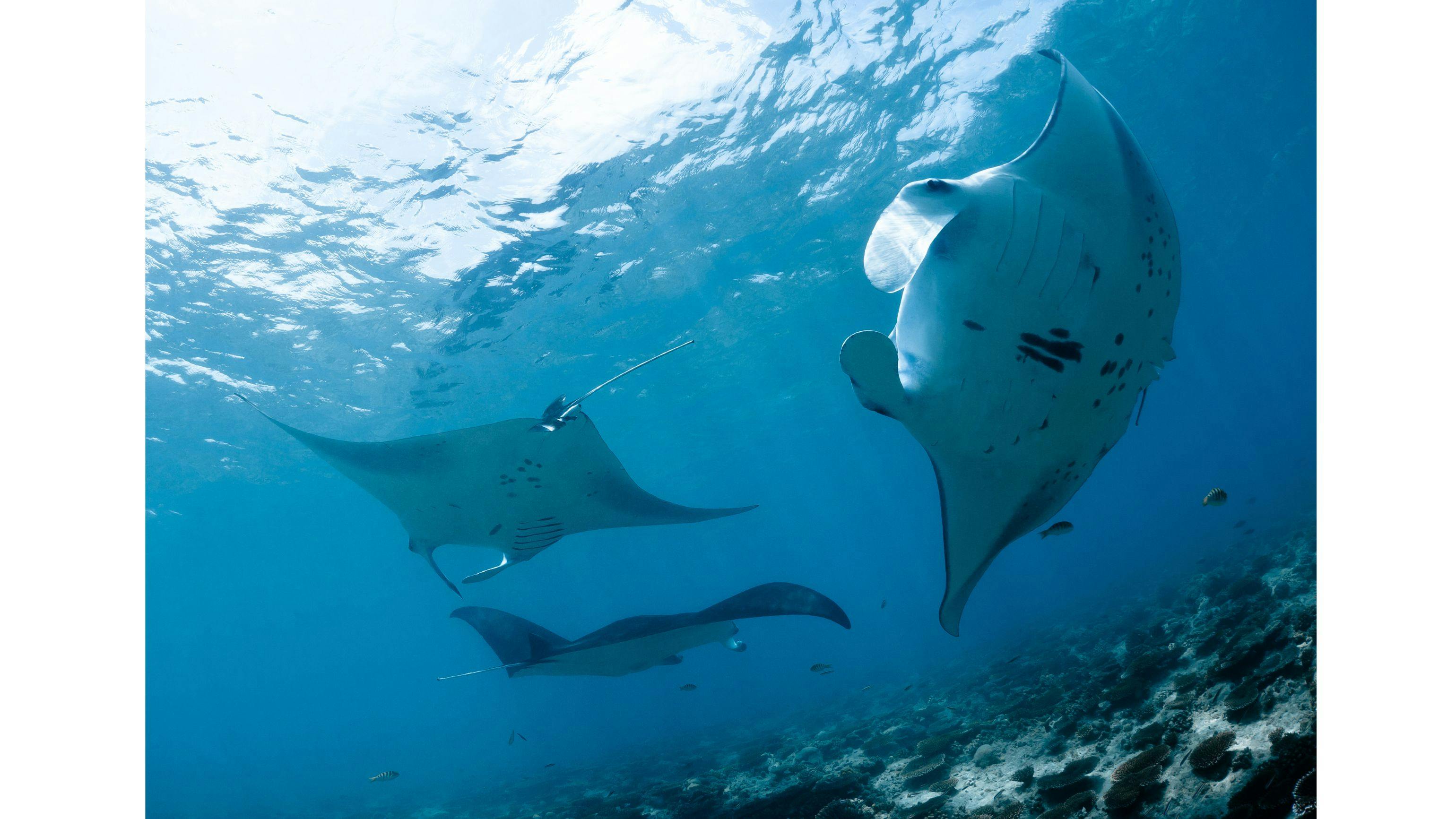 Baa Atoll – Dive with Manta Rays