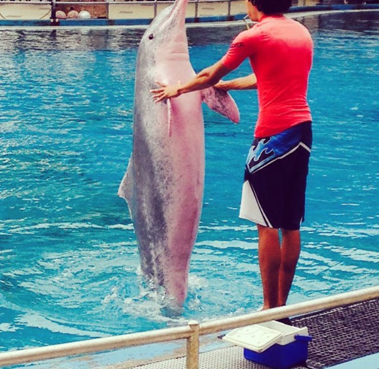 Pink Dolphin Show at Samui Aquarium