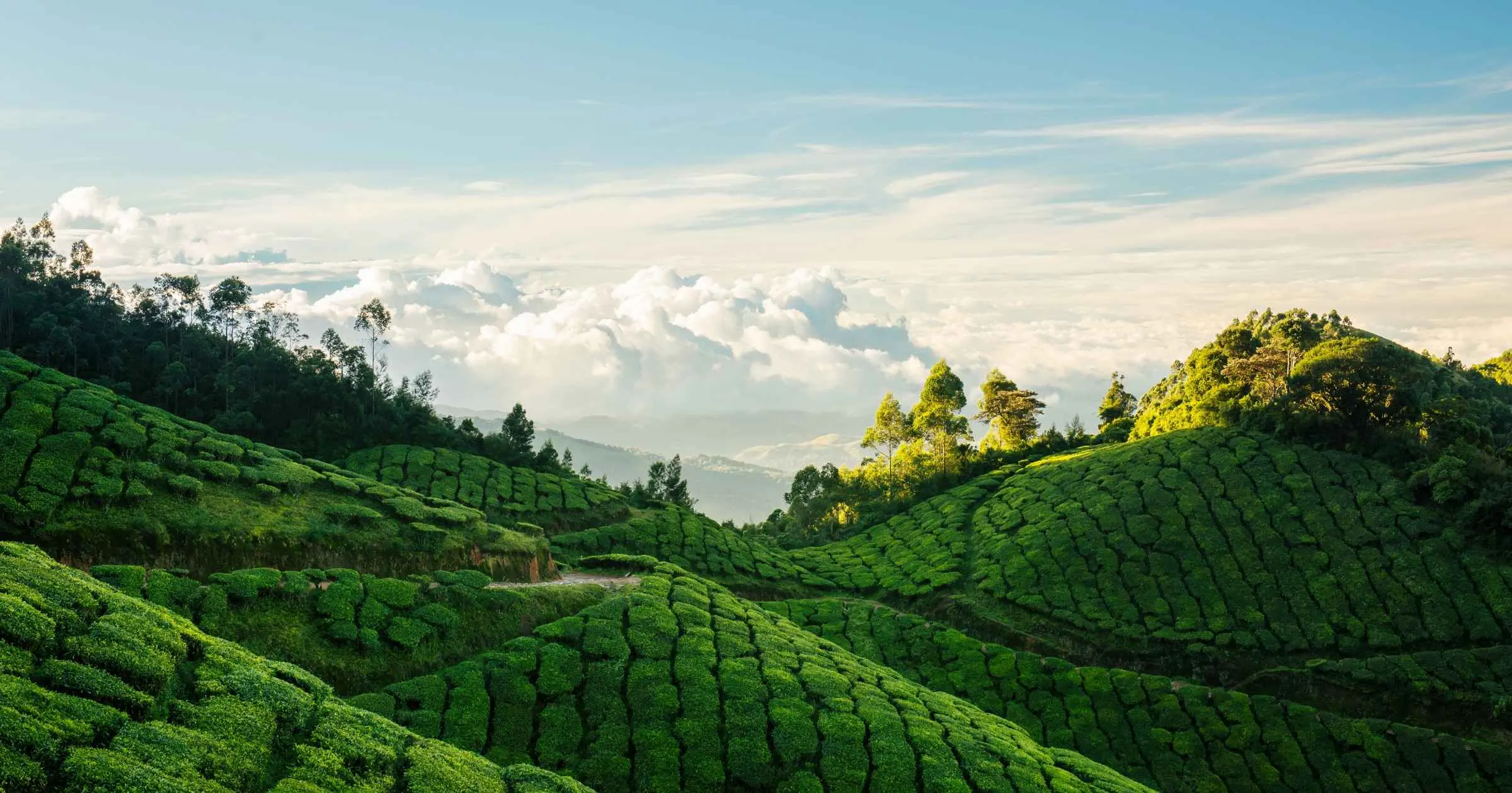 Things to Do in Munnar: Top Attractions & Activities