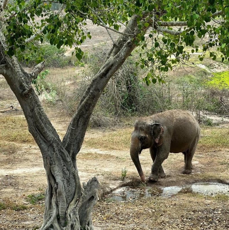 I Love Phants Lodge