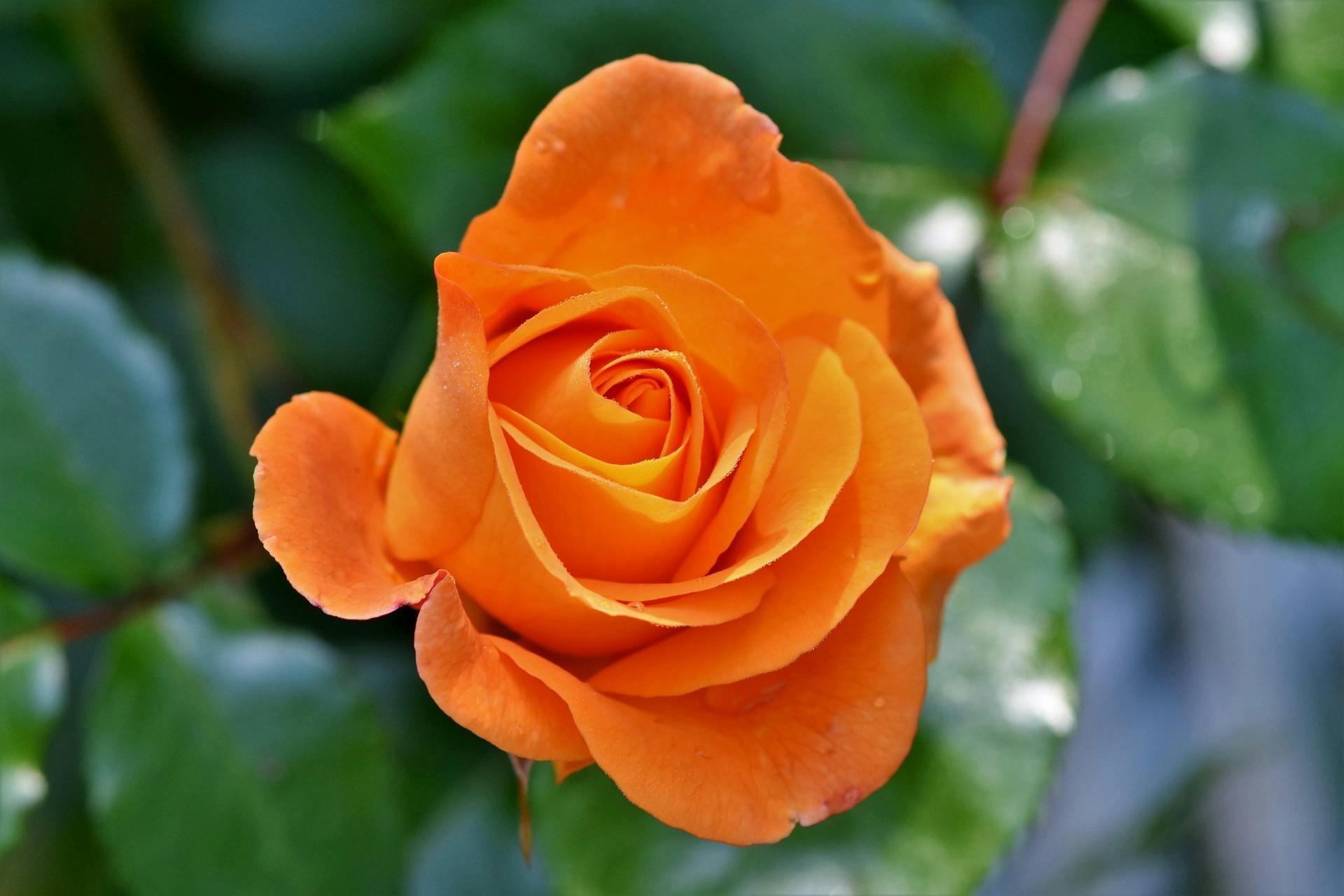 Rose Garden Thai Village