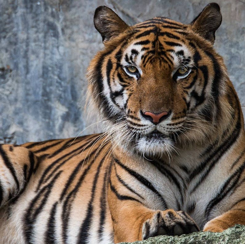 Khao Kheow Open Zoo