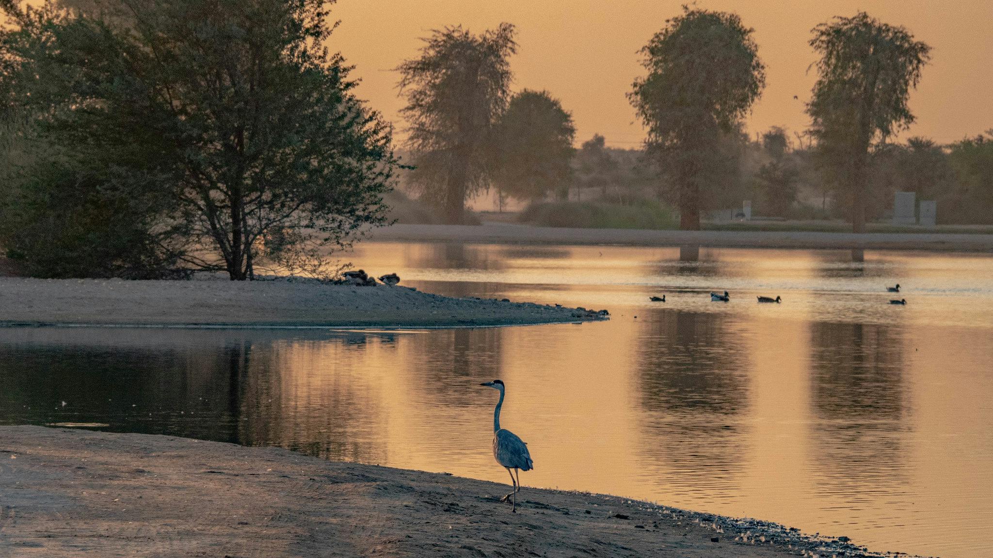 Al Qudra Lakes
