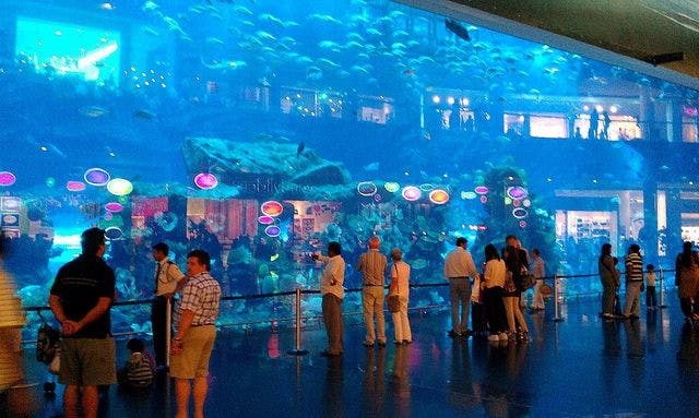 Visit the Dubai Aquarium & Underwater Zoo