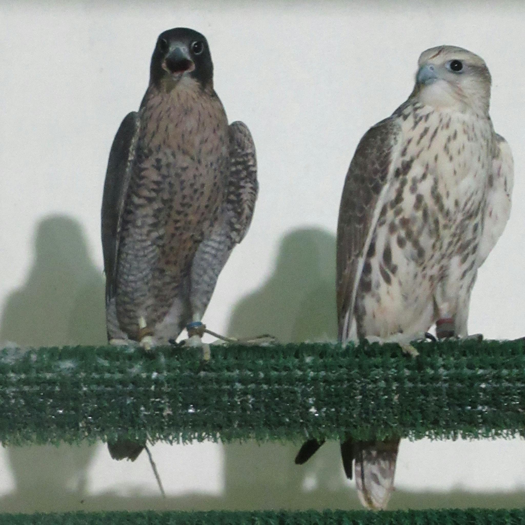 Tour the Abu Dhabi Falcon Hospital