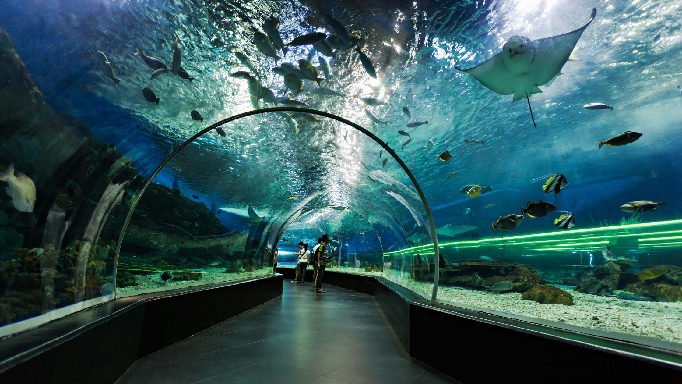 The Dubai Mall & Dubai Aquarium
