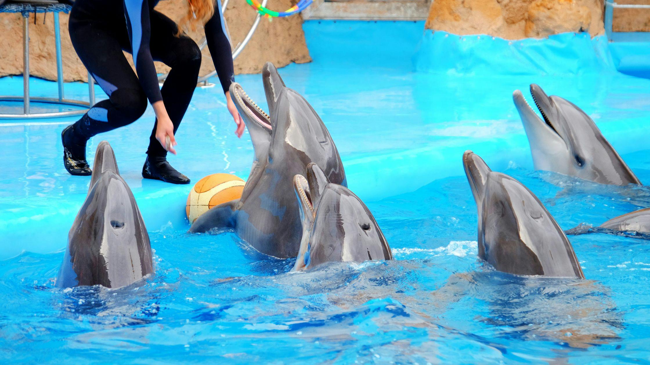 Explore the Dubai Dolphinarium