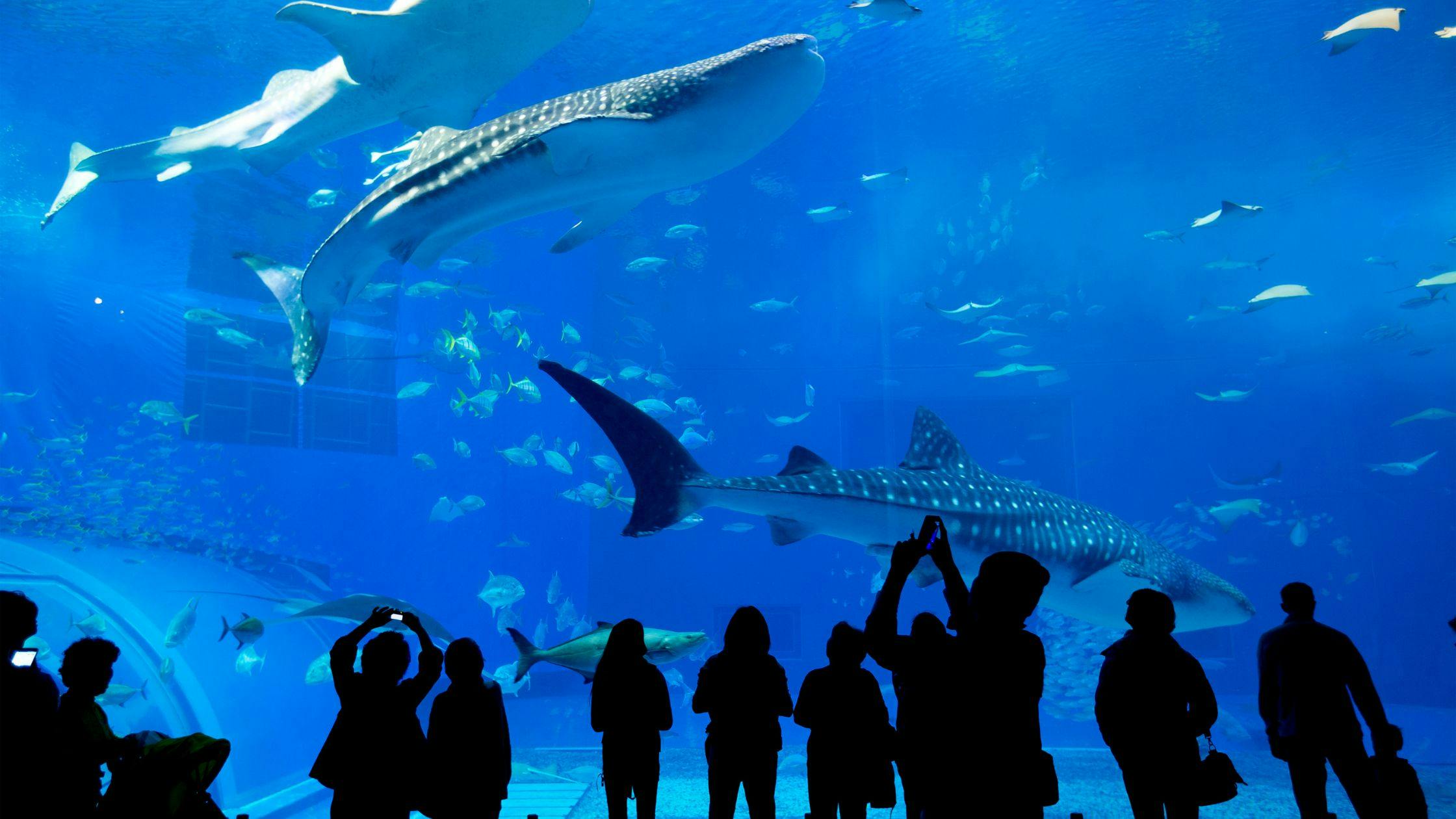 Visit Dubai Aquarium & Underwater Zoo